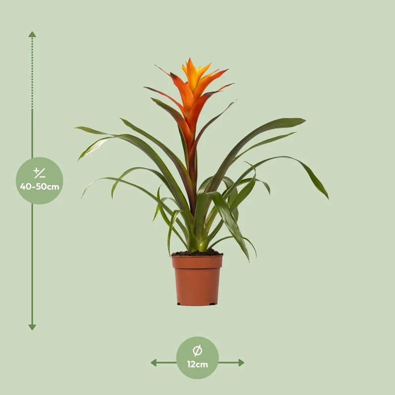 Guzmania – Bromelie - verschiedene Farben - 12cm Topf, 40-50cm hoch