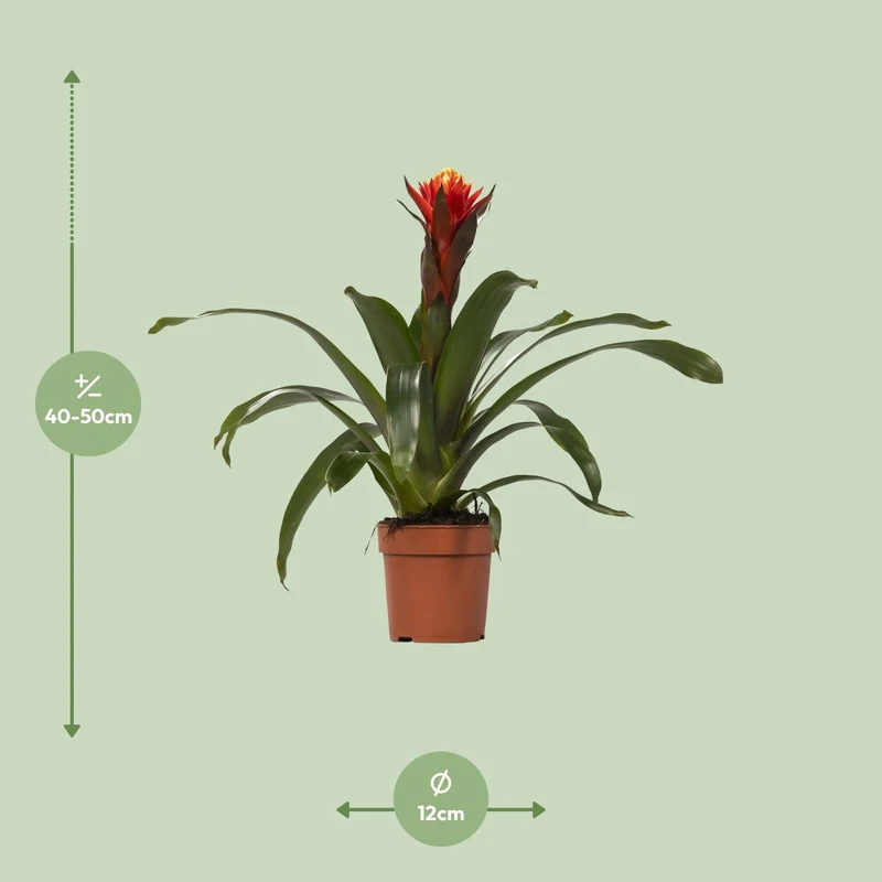 Guzmania – Bromelie - verschiedene Farben - 12cm Topf, 40-50cm hoch