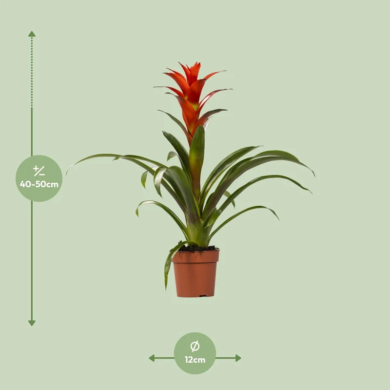 Guzmania – Bromelie - verschiedene Farben - 12cm Topf, 40-50cm hoch