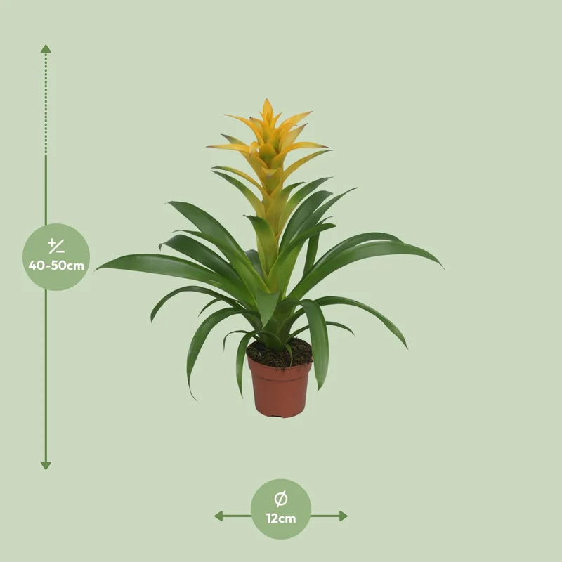 Guzmania – Bromelie - verschiedene Farben - 12cm Topf, 40-50cm hoch