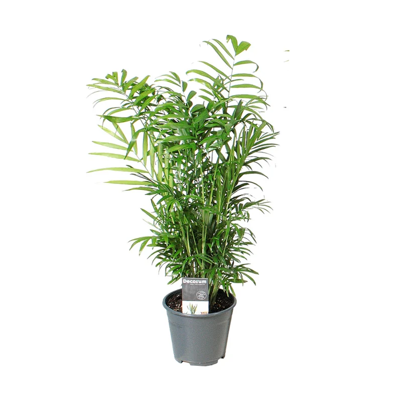 Chamaedorea Elegans – Bergpalme - 40-55 cm