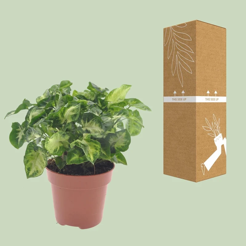 Syngonium ‘Pixie’ – Purpurtute - 20-30 cm