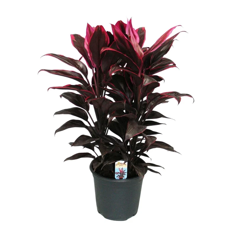 Cordyline Mambo - Ø19cm - ↕55cm