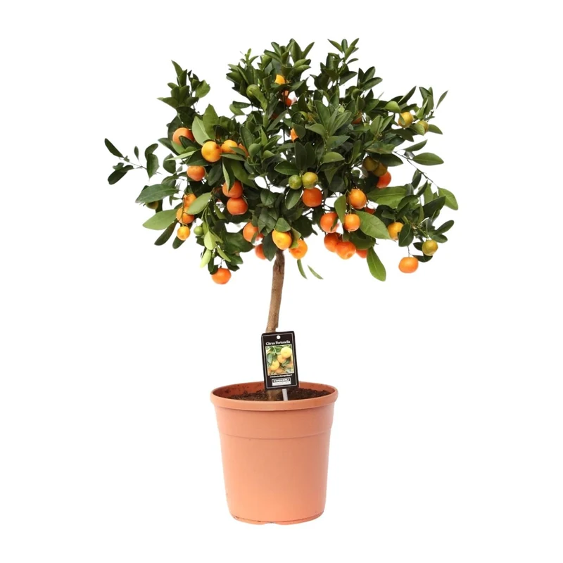 Calamondinorange (Citrus calamondin) – 40–80 cm
