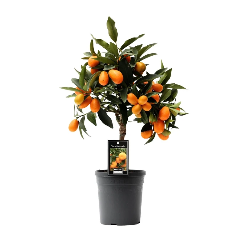 Citrus Kumquat - 16cm Topf, 45cm hoch