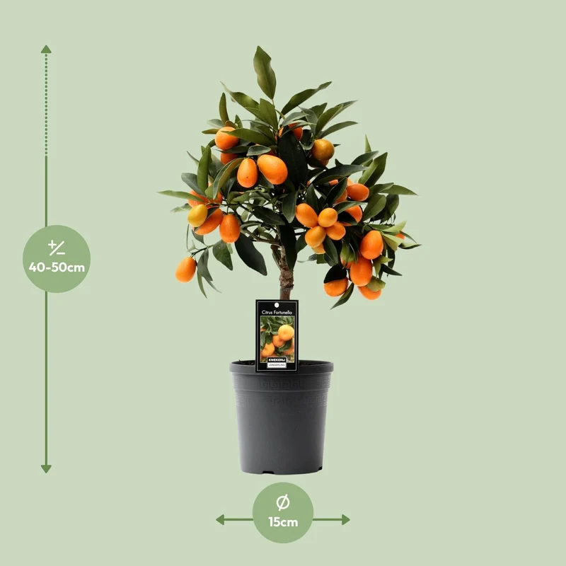 Citrus Kumquat - 16cm Topf, 45cm hoch
