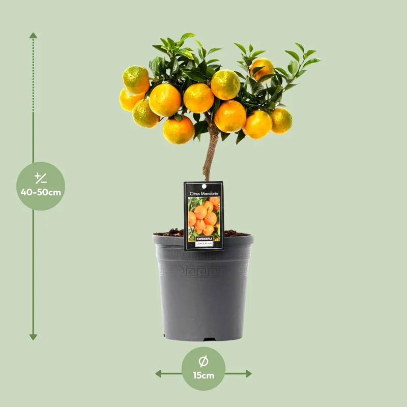Citrus Mandarin - 16cm Topf, 45cm hoch