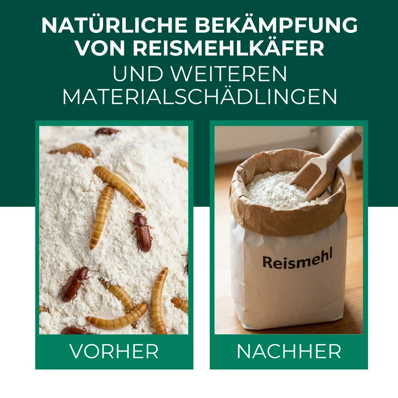 Lagerpiraten gegen Reismehlkäfer (Raubwanze Xylocoris Xylocoris flavipes)