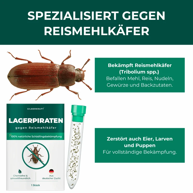 Lagerpiraten gegen Reismehlkäfer (Raubwanze Xylocoris Xylocoris flavipes)