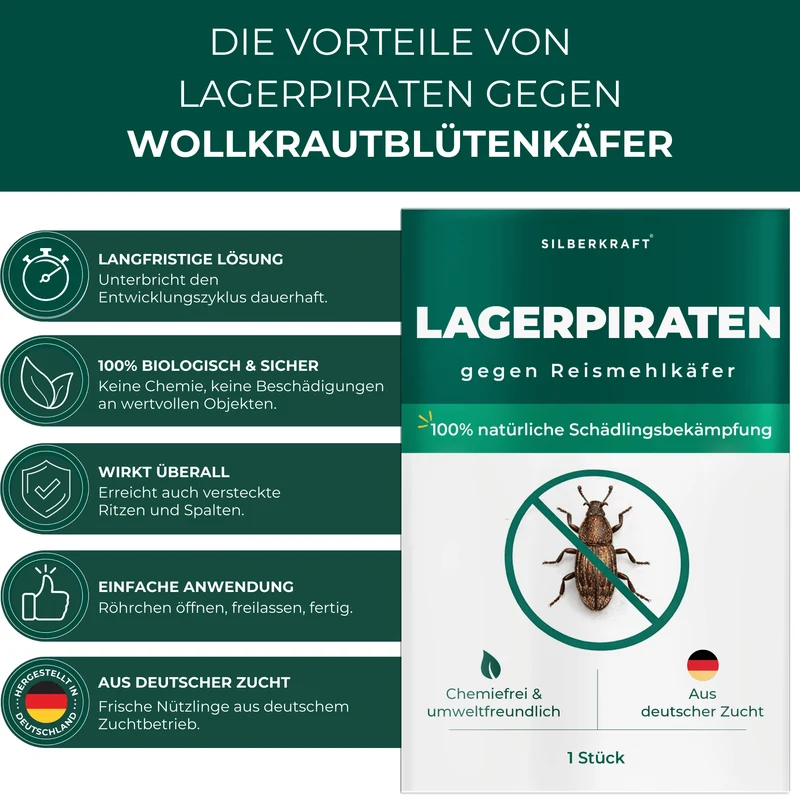 Lagerpiraten gegen Reismehlkäfer (Raubwanze Xylocoris Xylocoris flavipes)