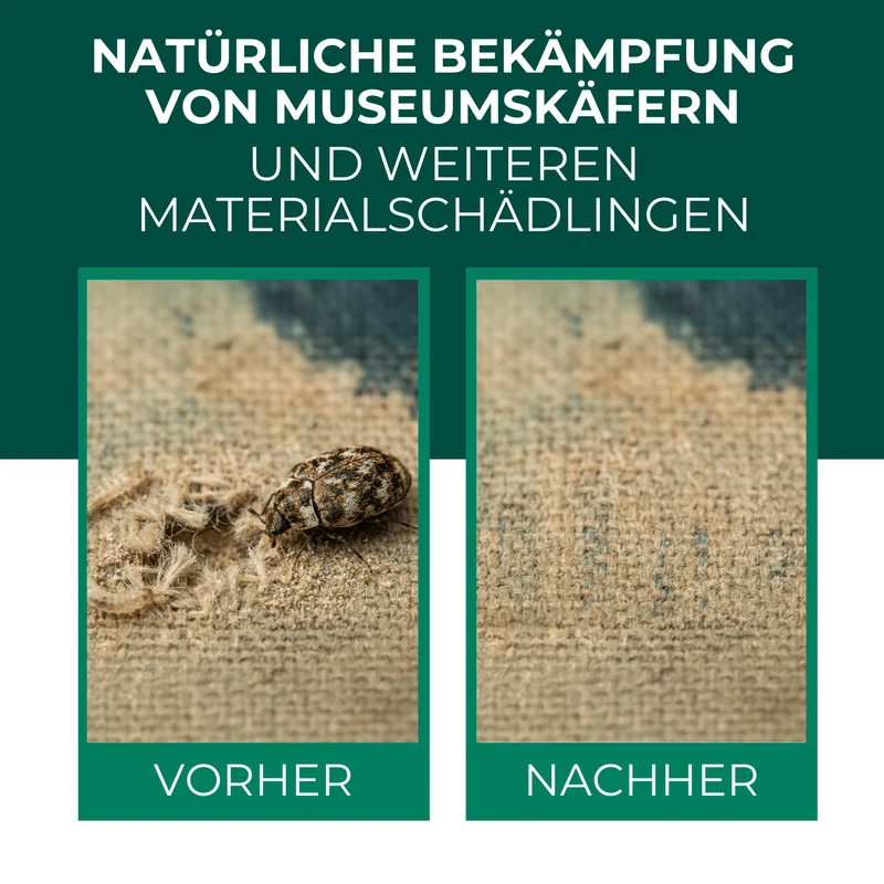 Lagerpiraten gegen Museumskäfer / Kabinettkäfer (Raubwanze Xylocoris Xylocoris flavipes)