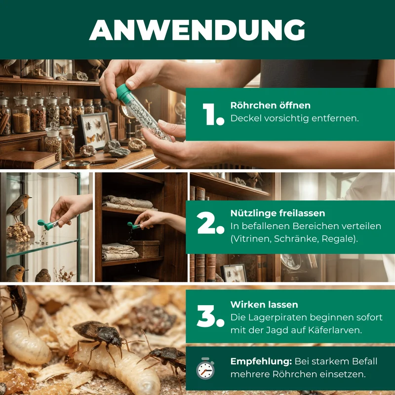Lagerpiraten gegen Museumskäfer / Kabinettkäfer (Raubwanze Xylocoris Xylocoris flavipes)