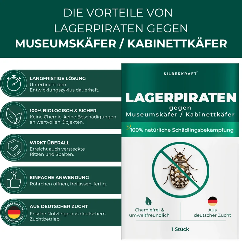 Lagerpiraten gegen Museumskäfer / Kabinettkäfer (Raubwanze Xylocoris Xylocoris flavipes)