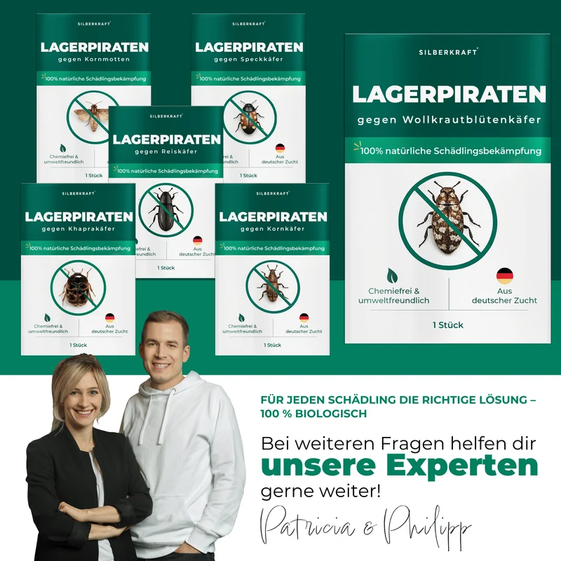 Lagerpiraten gegen Wollkrautblütenkäfer (Raubwanze Xylocoris Xylocoris flavipes)