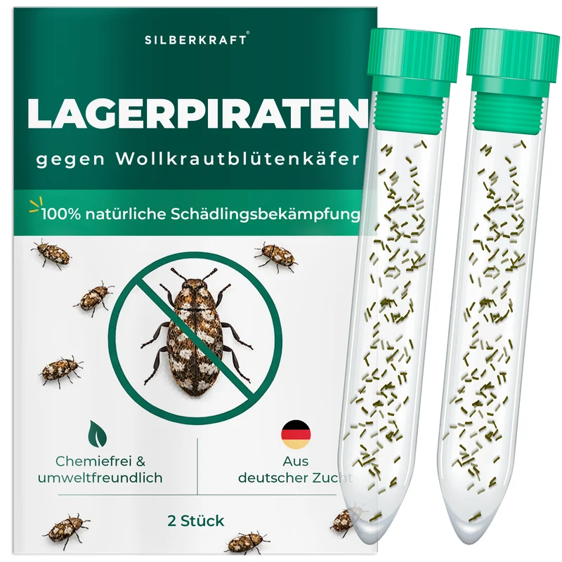 Lagerpiraten gegen Wollkrautblütenkäfer (Raubwanze Xylocoris Xylocoris flavipes)
