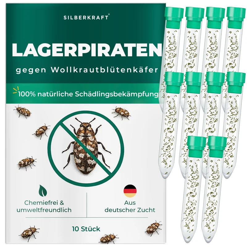 Lagerpiraten gegen Wollkrautblütenkäfer (Raubwanze Xylocoris Xylocoris flavipes)