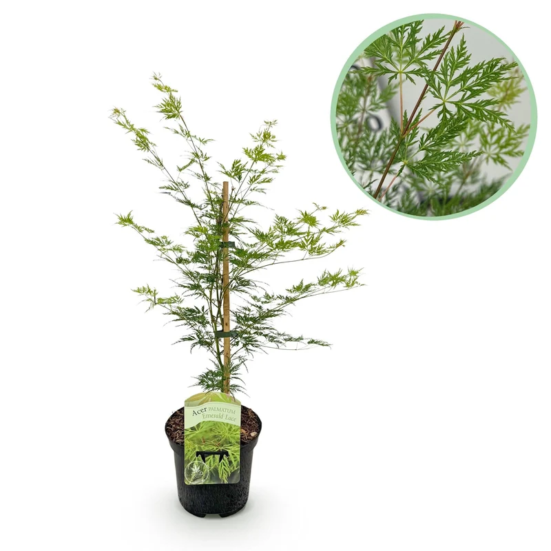 Japanischer Fächerahorn ‘Emerald Lace’ – grün, laubabwerfend, 19 cm Topf, 70 cm