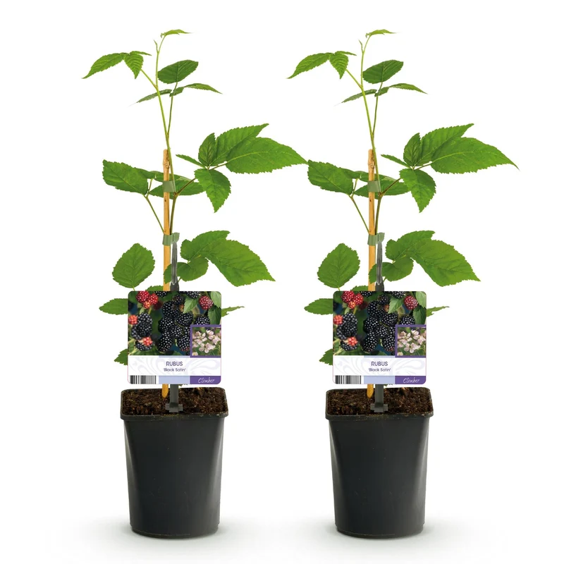 Dornenlose Brombeere „Black Satin“ – 2 Pflanzen im 11 cm Topf (ca. 40 cm)