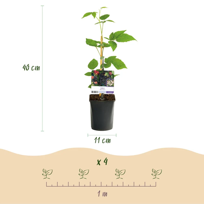 Dornenlose Brombeere „Black Satin“ – 2 Pflanzen im 11 cm Topf (ca. 40 cm)