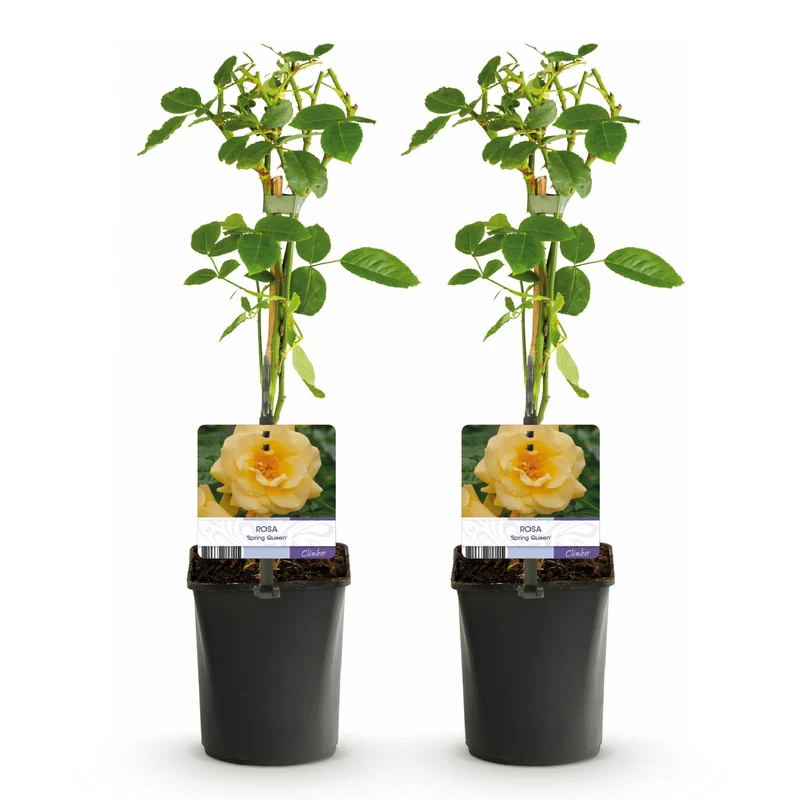 Kletterrose ‘Spring Queen’ – gelbe Blüte, pflegeleicht, 2 Pflanzen, 11-cm-Topf, 40 cm hoch