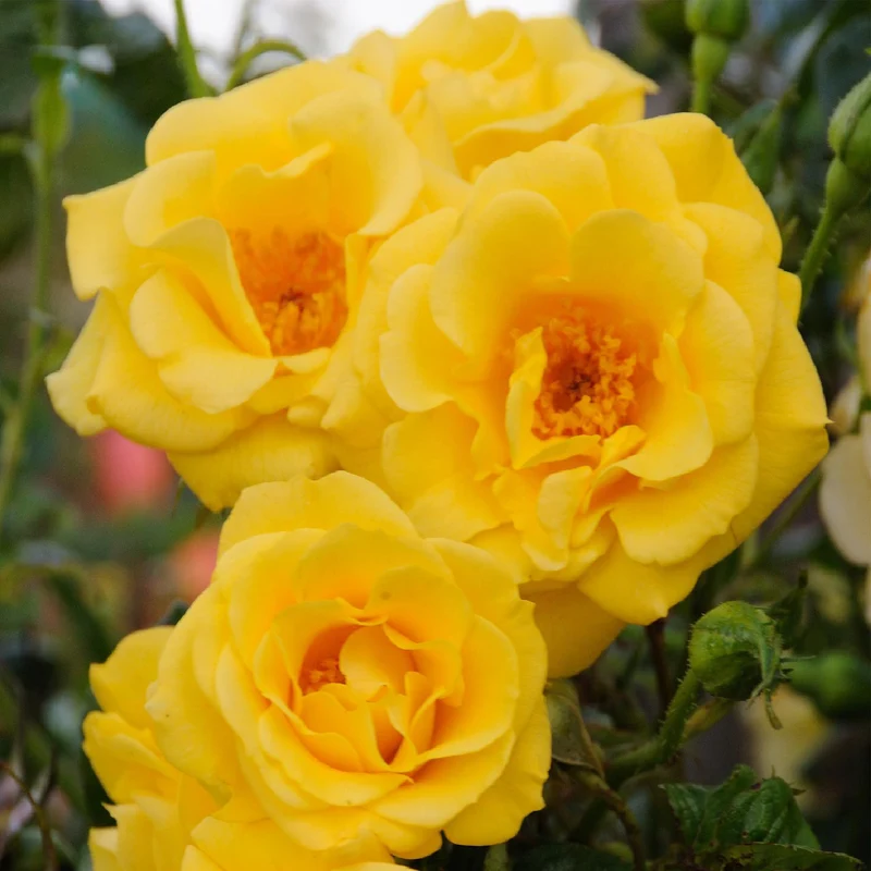 Kletterrose ‘Spring Queen’ – gelbe Blüte, pflegeleicht, 2 Pflanzen, 11-cm-Topf, 40 cm hoch