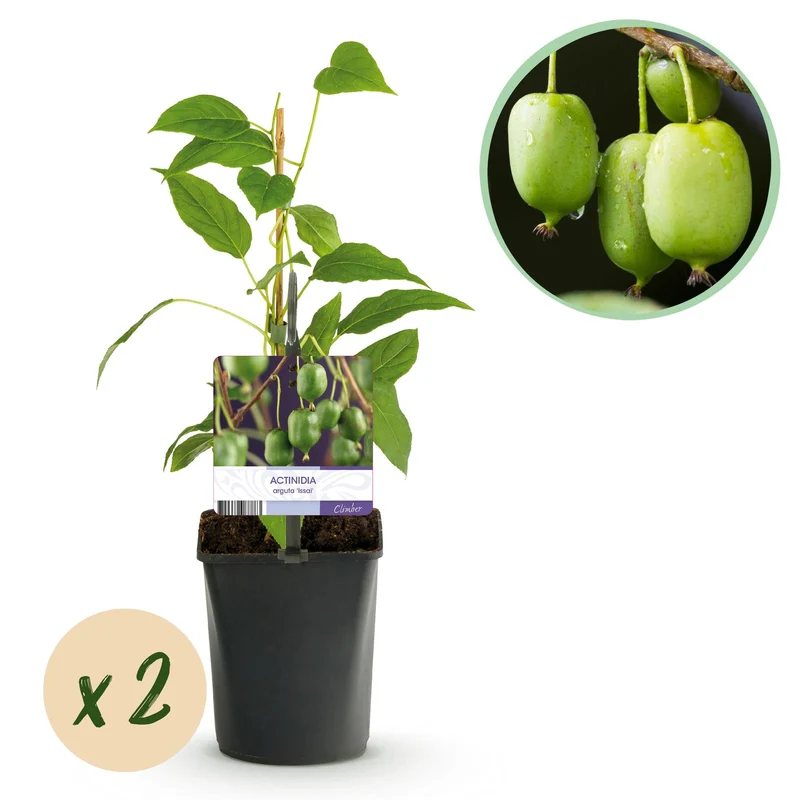 Mini-Kiwi „Issai“ – Actinidia arguta, 2 Pflanzen, Topf 11 cm, ca. 40 cm Höhe