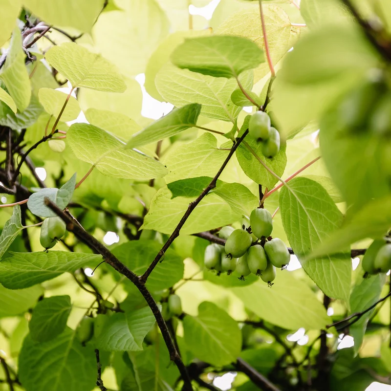 Mini-Kiwi „Issai“ – Actinidia arguta, 2 Pflanzen, Topf 11 cm, ca. 40 cm Höhe