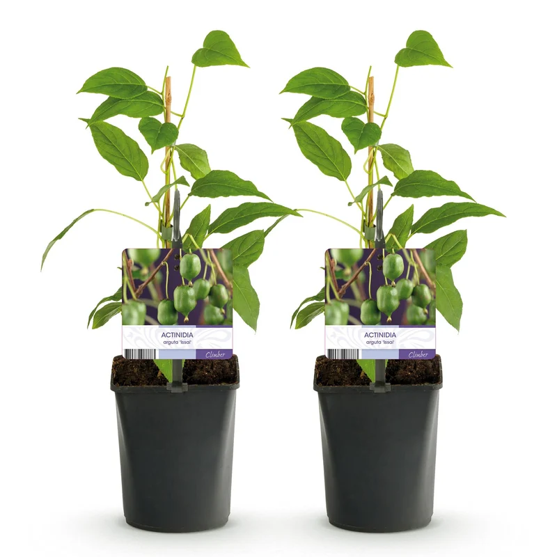 Mini-Kiwi „Issai“ – Actinidia arguta, 2 Pflanzen, Topf 11 cm, ca. 40 cm Höhe