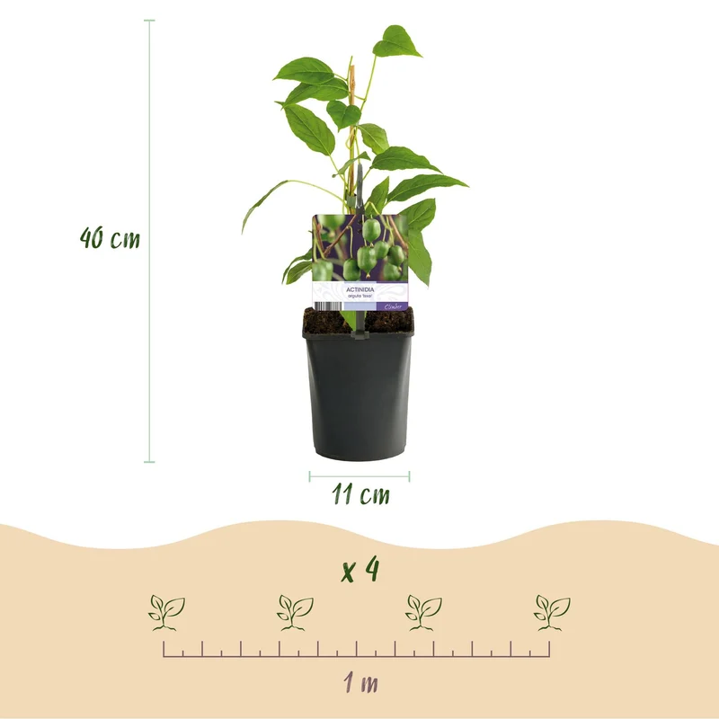 Mini-Kiwi „Issai“ – Actinidia arguta, 2 Pflanzen, Topf 11 cm, ca. 40 cm Höhe