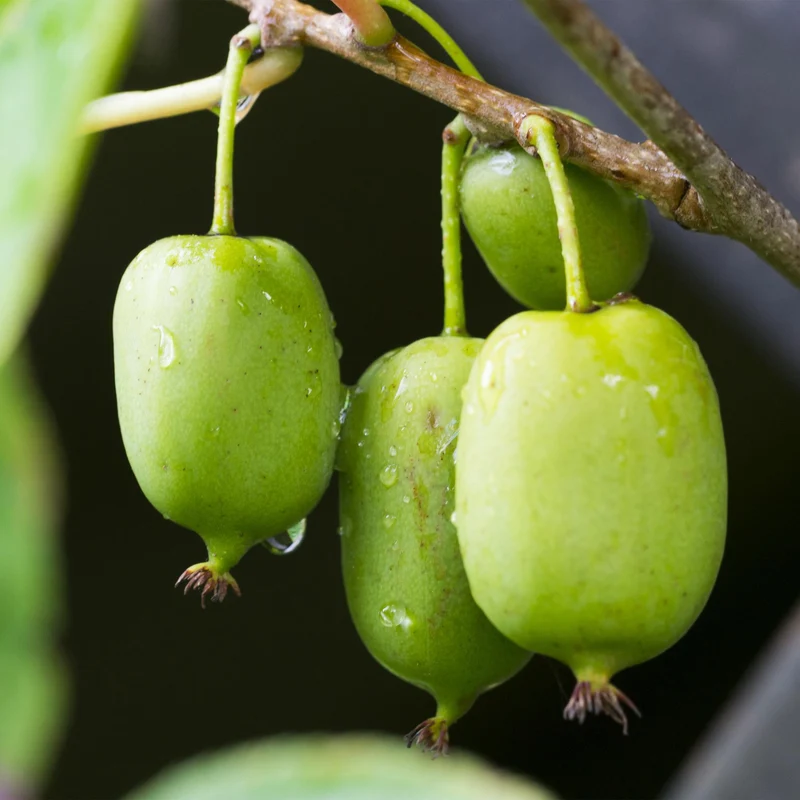 Mini-Kiwi „Issai“ – Actinidia arguta, 2 Pflanzen, Topf 11 cm, ca. 40 cm Höhe