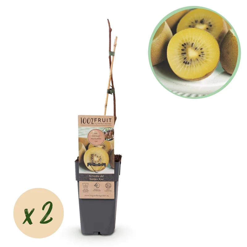 Gelbe Kiwi „Golden Kiwi“ (Actinidia deliciosa), 2 Pflanzen, 50 cm hoch