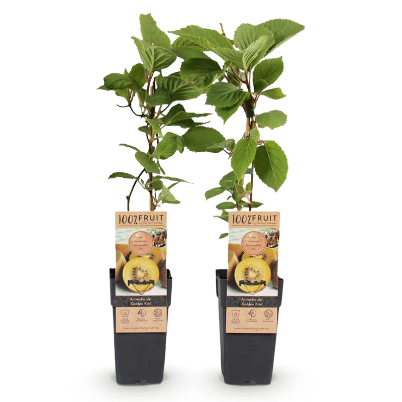 Gelbe Kiwi „Golden Kiwi“ (Actinidia deliciosa), 2 Pflanzen, 50 cm hoch