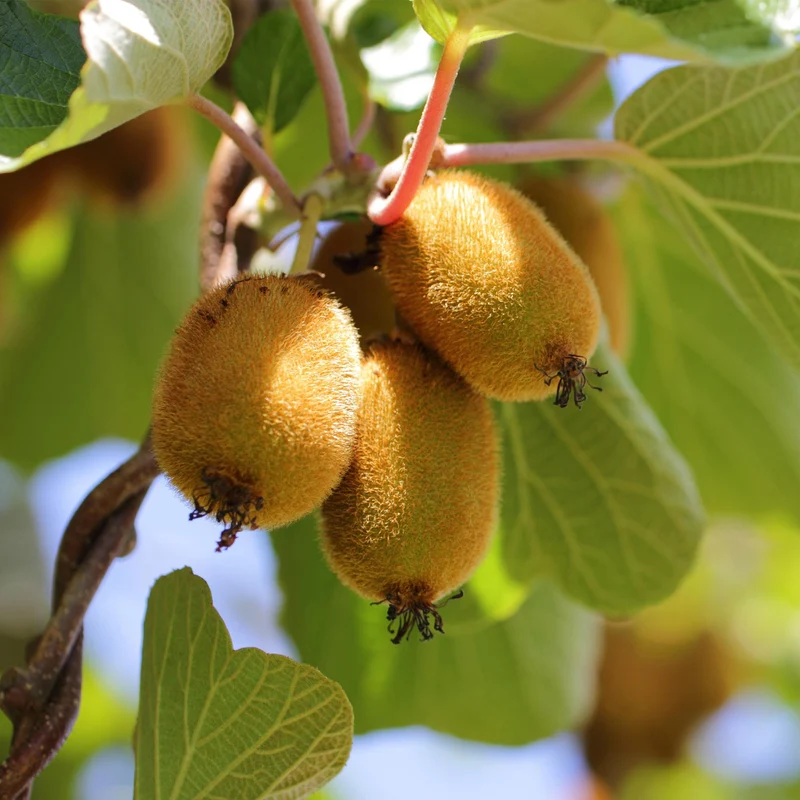 Gelbe Kiwi „Golden Kiwi“ (Actinidia deliciosa), 2 Pflanzen, 50 cm hoch