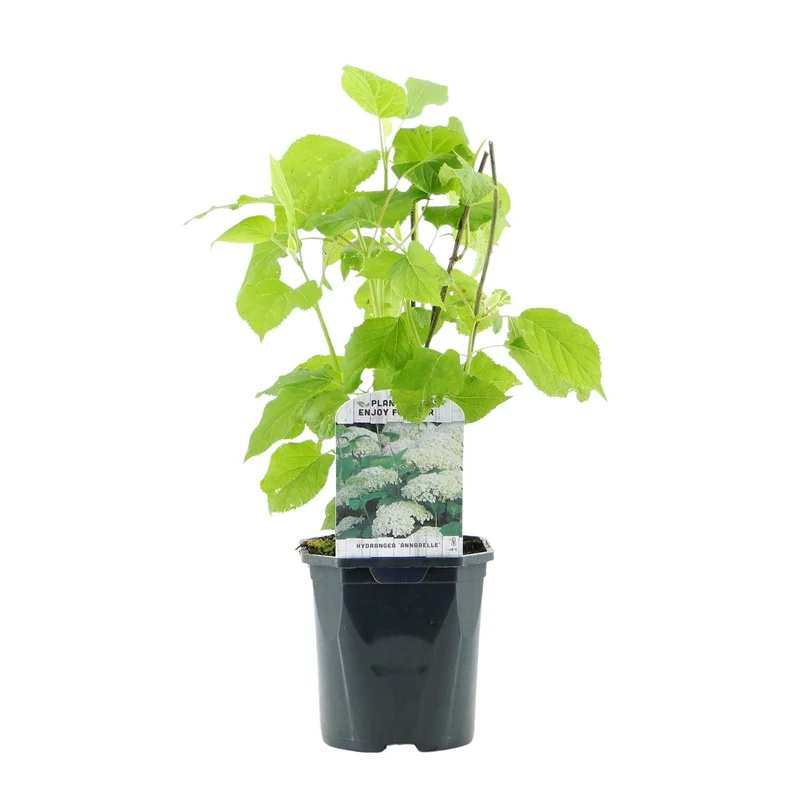 Hydrangea arborescens ‘Annabelle’ – weiße Blüten, laubabwerfend, 3 Pflanzen pro m², 17 cm Topf, 50 cm Höhe