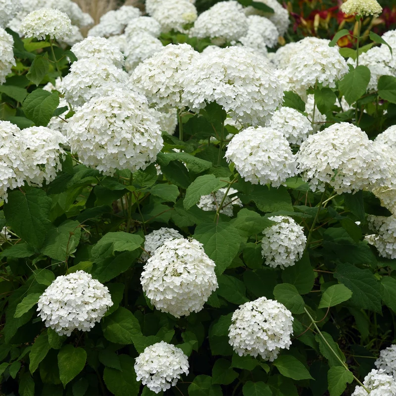 Hydrangea arborescens ‘Annabelle’ – weiße Blüten, laubabwerfend, 3 Pflanzen pro m², 17 cm Topf, 50 cm Höhe