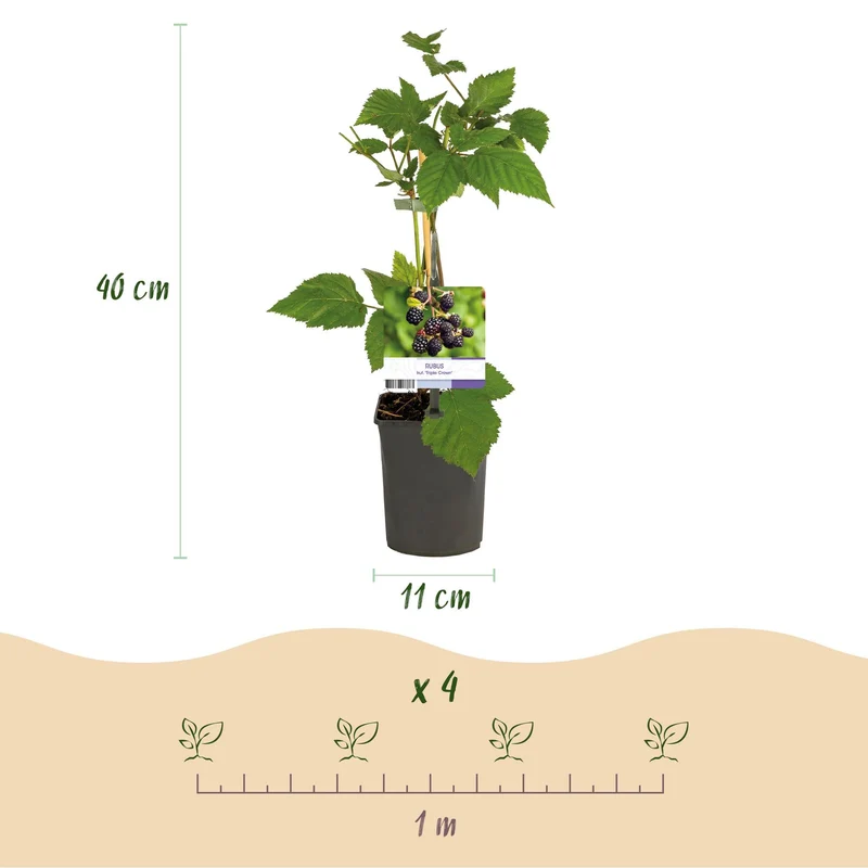 Dornenlose Brombeere „Triple Crown“ – 2 Pflanzen, 11 cm Topf, ca. 40 cm