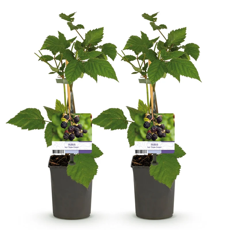 Dornenlose Brombeere „Triple Crown“ – 2 Pflanzen, 11 cm Topf, ca. 40 cm