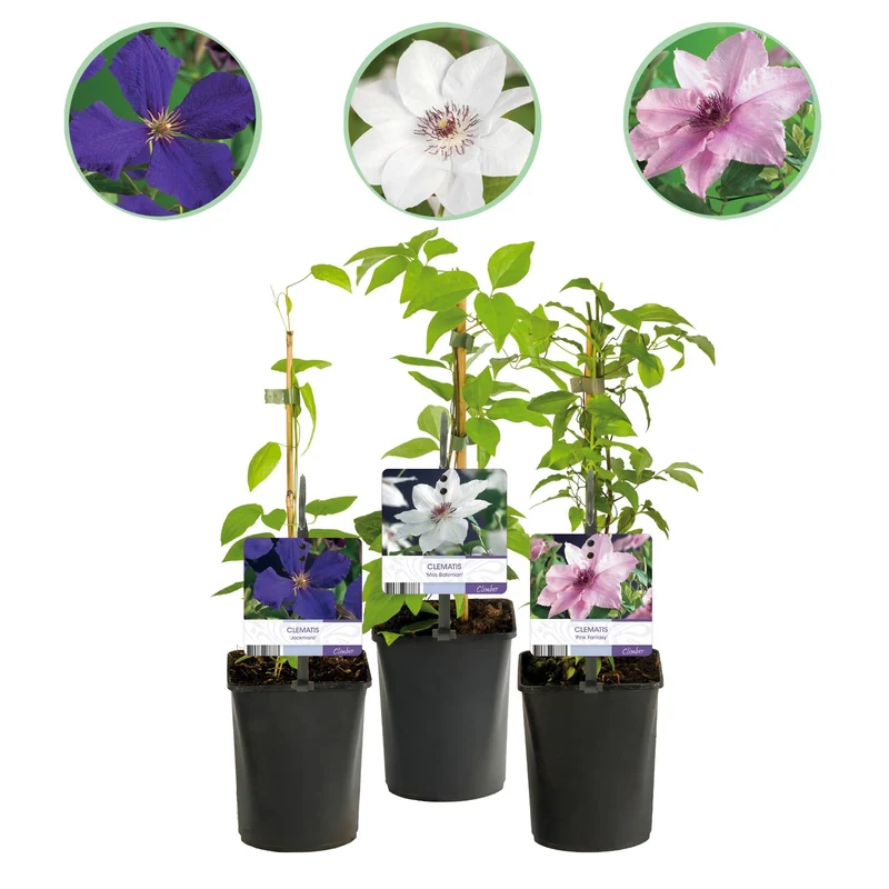 Kletterpflanze Clematis ‘Tricolour’ – Rosa-Weiß-Lila Blüte, 3 Pflanzen, 11 cm Topf, ca. 40 cm hoch