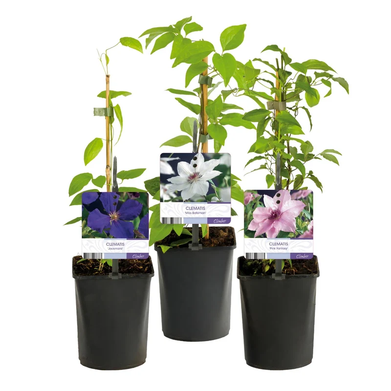 Kletterpflanze Clematis ‘Tricolour’ – Rosa-Weiß-Lila Blüte, 3 Pflanzen, 11 cm Topf, ca. 40 cm hoch