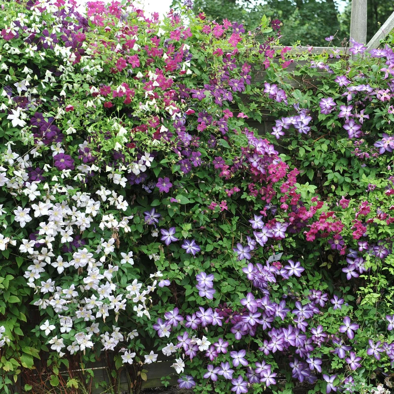 Kletterpflanze Clematis ‘Tricolour’ – Rosa-Weiß-Lila Blüte, 3 Pflanzen, 11 cm Topf, ca. 40 cm hoch
