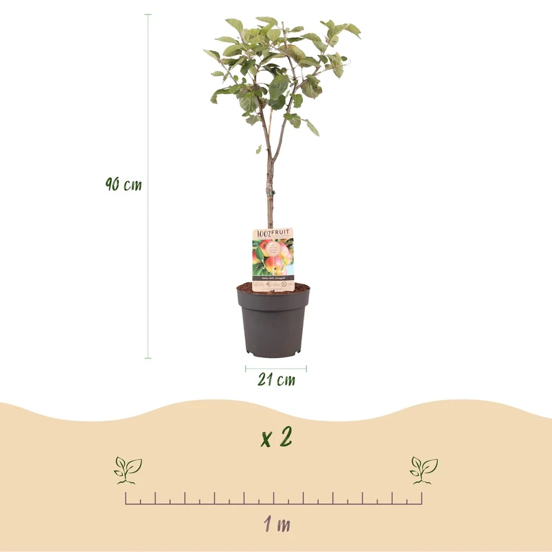 Obstpflanze Apfelbaum „Jonagold“ – gelbgrüne Sorte, 90 cm hoch