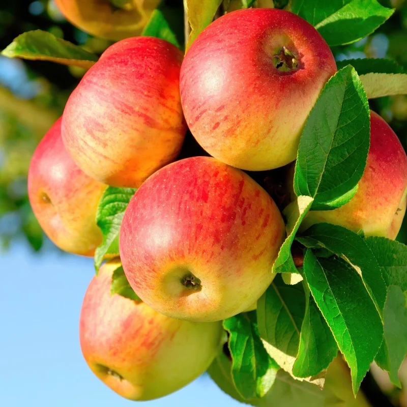 Obstpflanze Apfelbaum „Jonagold“ – gelbgrüne Sorte, 90 cm hoch