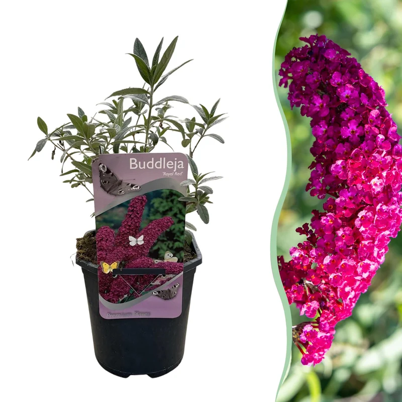 Schmetterlingsstrauch ‘Royal Red’ – rotblühend, 1 Pflanze, 17 cm Topf, 25 cm hoch