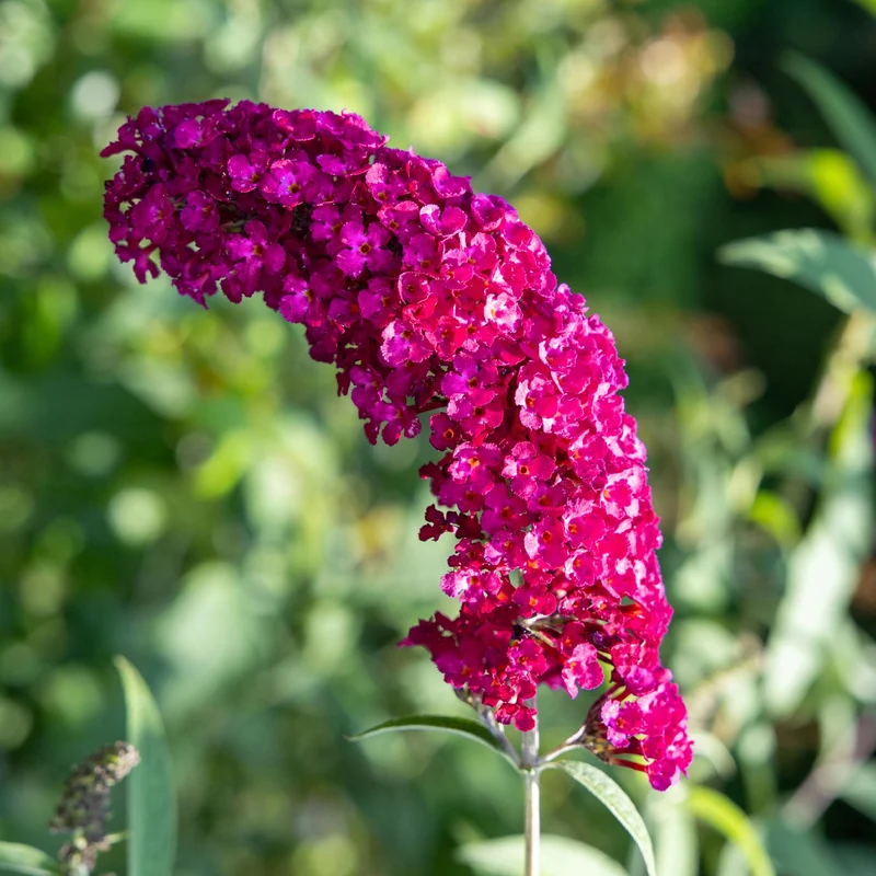 Schmetterlingsstrauch ‘Royal Red’ – rotblühend, 1 Pflanze, 17 cm Topf, 25 cm hoch