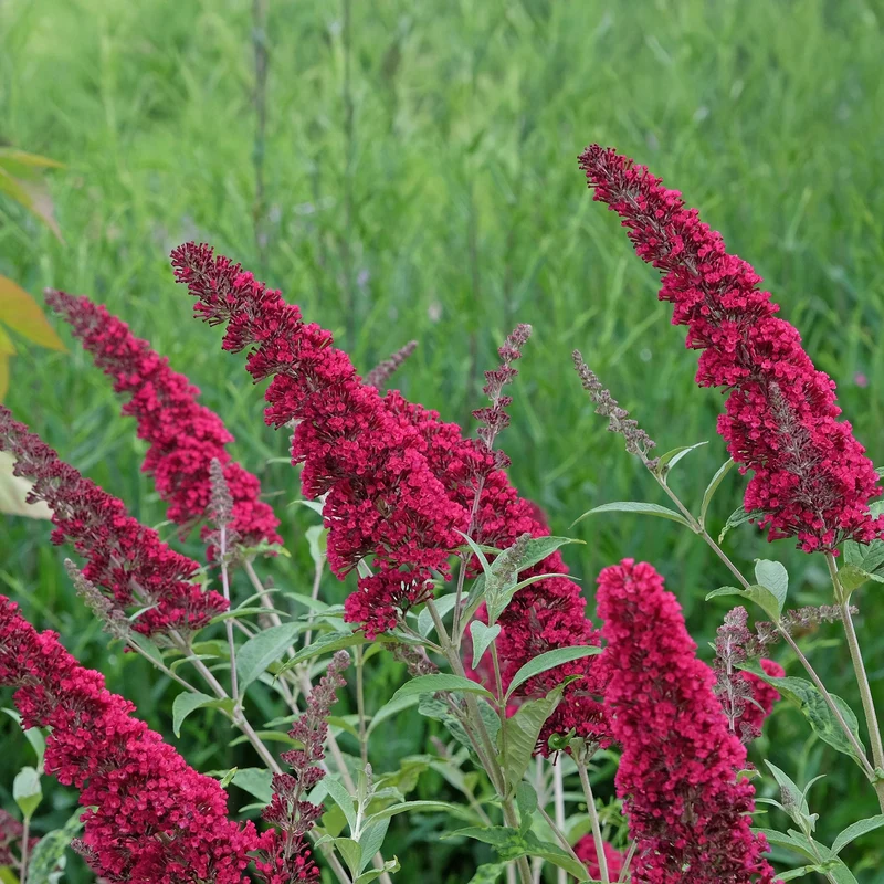 Schmetterlingsstrauch ‘Royal Red’ – rotblühend, 1 Pflanze, 17 cm Topf, 25 cm hoch