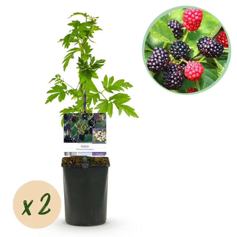 Dornlose Brombeere „Thornfree Evergreen“ – 2 kräftige Pflanzen im 11 cm Topf (ca. 40 cm)