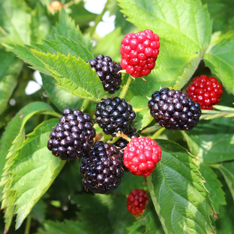 Dornlose Brombeere „Thornfree Evergreen“ – 2 kräftige Pflanzen im 11 cm Topf (ca. 40 cm)