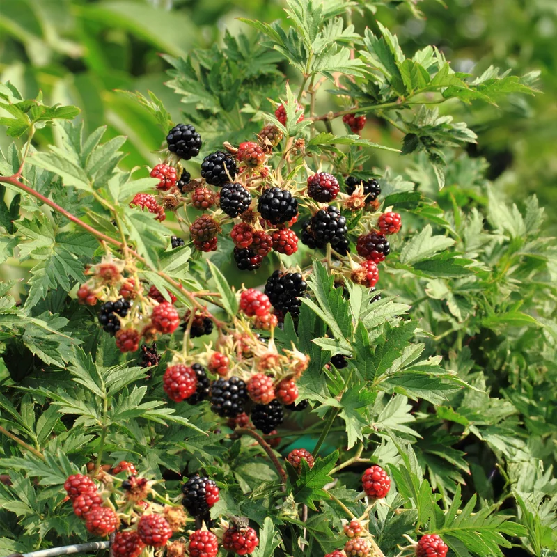 Dornlose Brombeere „Thornfree Evergreen“ – 2 kräftige Pflanzen im 11 cm Topf (ca. 40 cm)