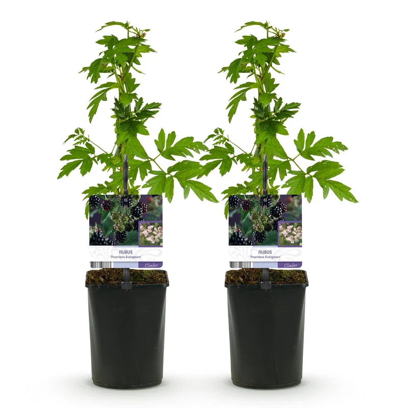 Dornlose Brombeere „Thornfree Evergreen“ – 2 kräftige Pflanzen im 11 cm Topf (ca. 40 cm)
