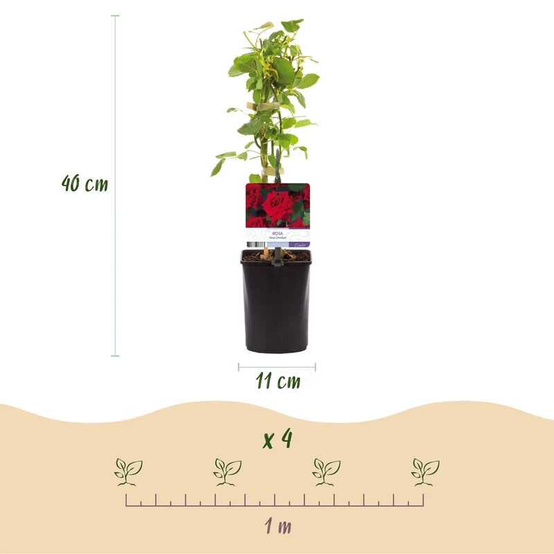 Kletterrose ‘Red Climber’ – rot blühende, robuste Sorte, 2 Pflanzen, 11-cm-Topf, 40 cm